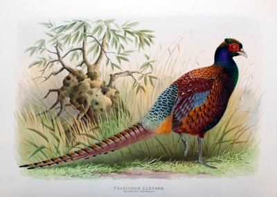 Phasianus Elegans, 1906-7 von Henry Jones